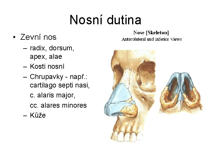 Nosní dutina • Zevní nos – radix, dorsum, apex, alae – Kosti nosní –