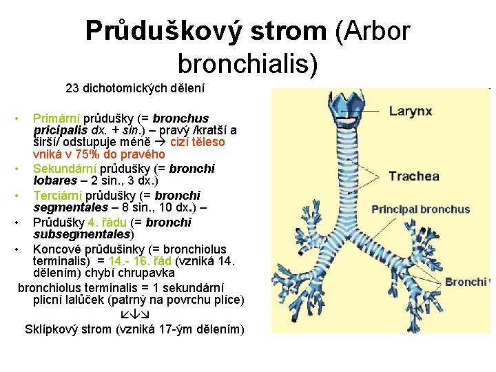 Průduškový strom (Arbor bronchialis) 23 dichotomických dělení • Primární průdušky (= bronchus pricipalis dx.