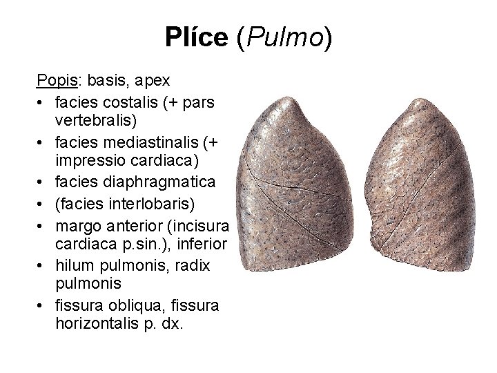 Plíce (Pulmo) Popis: basis, apex • facies costalis (+ pars vertebralis) • facies mediastinalis