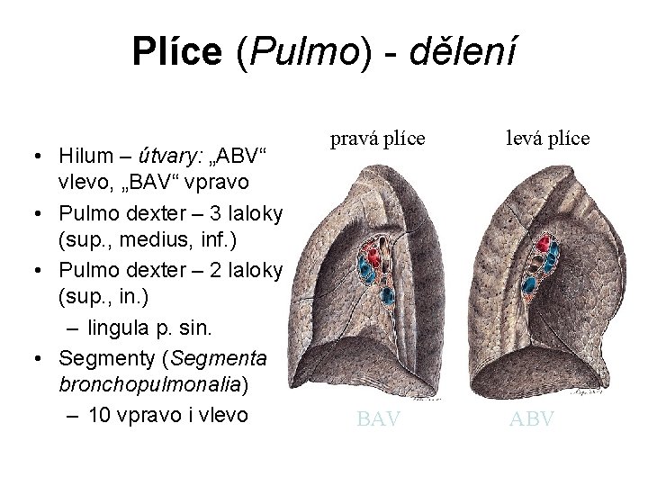 Plíce (Pulmo) - dělení • Hilum – útvary: „ABV“ vlevo, „BAV“ vpravo • Pulmo