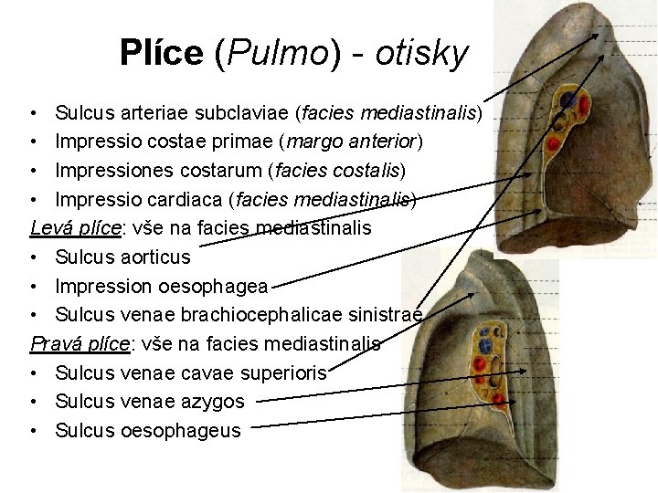 Plíce (Pulmo) - otisky • Sulcus arteriae subclaviae (facies mediastinalis) • Impressio costae primae