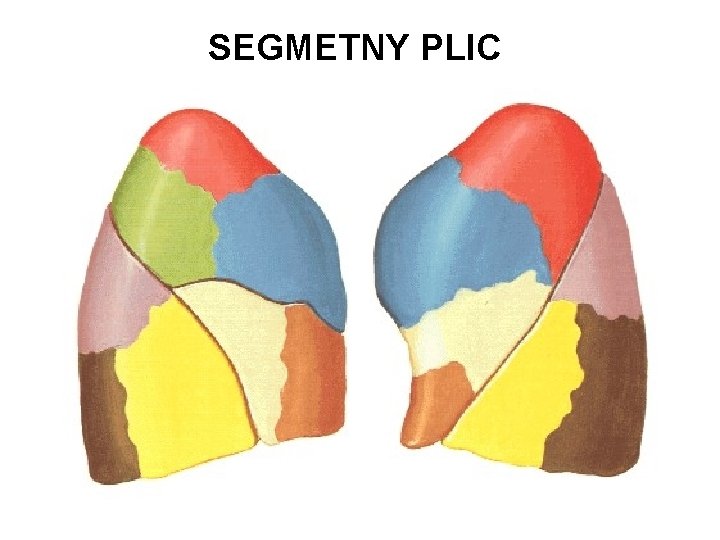 SEGMETNY PLIC 