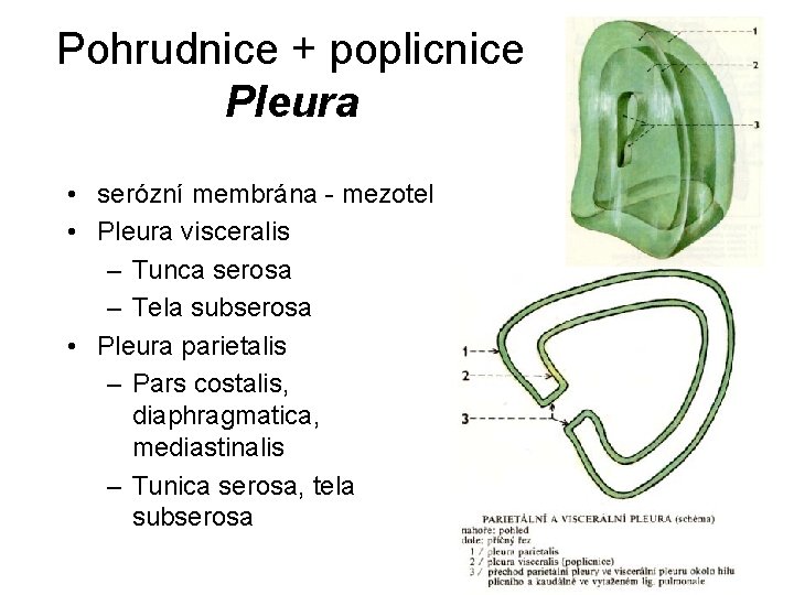 Pohrudnice + poplicnice Pleura • serózní membrána - mezotel • Pleura visceralis – Tunca