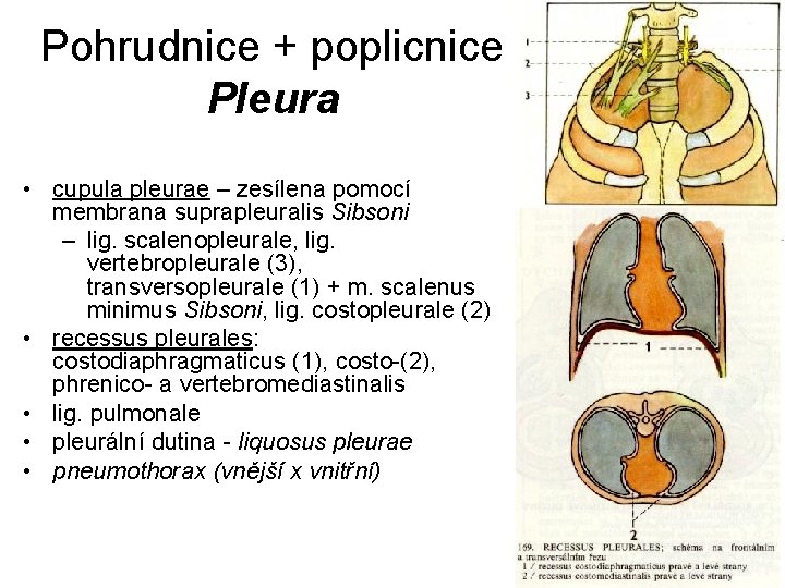 Pohrudnice + poplicnice Pleura • cupula pleurae – zesílena pomocí membrana suprapleuralis Sibsoni –