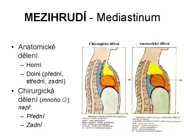 MEZIHRUDÍ - Mediastinum • Anatomické dělení: – Horní – Dolní (přední, střední, zadní) •