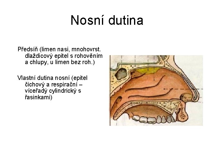 Nosní dutina Předsíň (limen nasi, mnohovrst. dlaždicový epitel s rohověním a chlupy, u limen