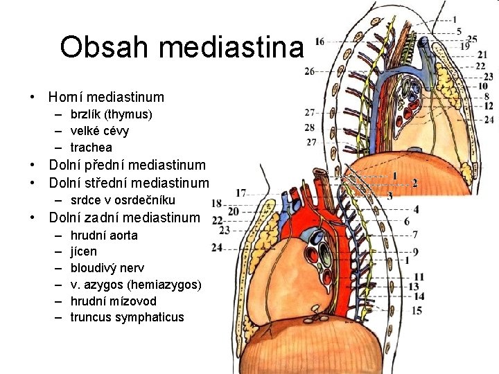 Obsah mediastina • Horní mediastinum – brzlík (thymus) – velké cévy – trachea •