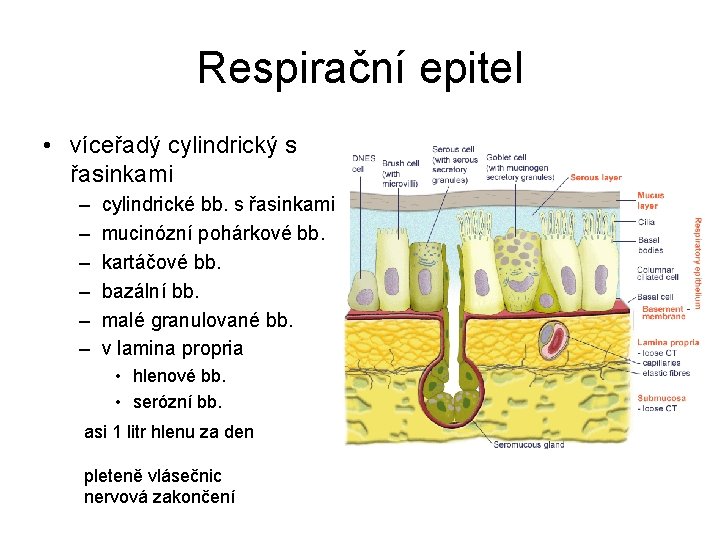 Respirační epitel • víceřadý cylindrický s řasinkami – – – cylindrické bb. s řasinkami