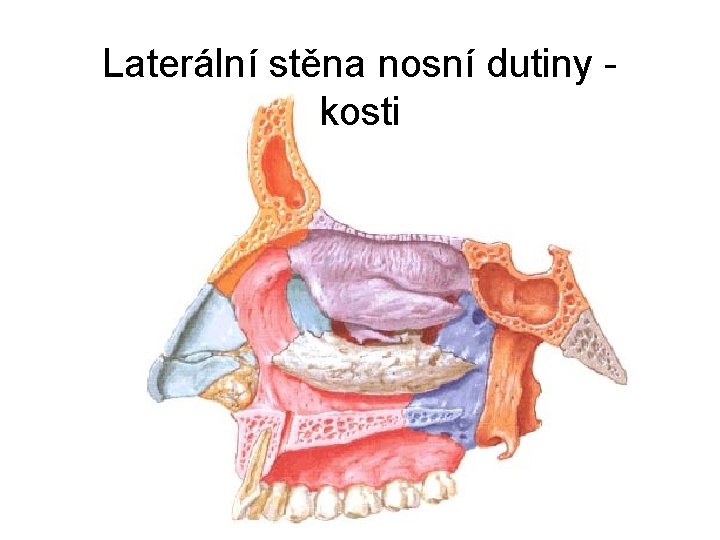 Laterální stěna nosní dutiny kosti Laterální stěna nosní dutiny kosti