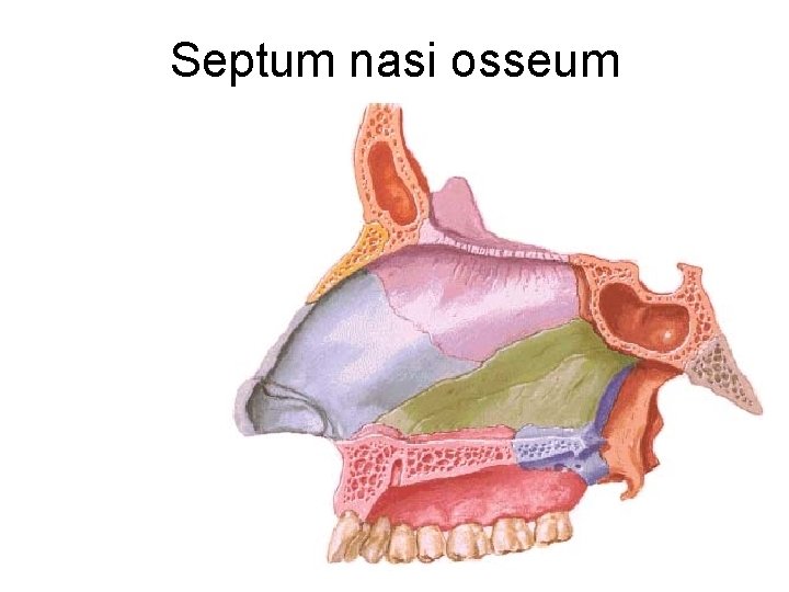 Septum nasi osseum 