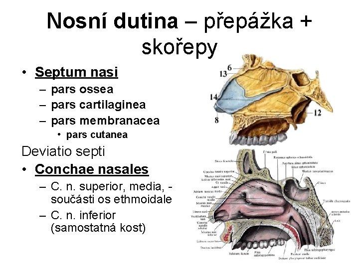 Nosní dutina – přepážka + skořepy • Septum nasi – pars ossea – pars