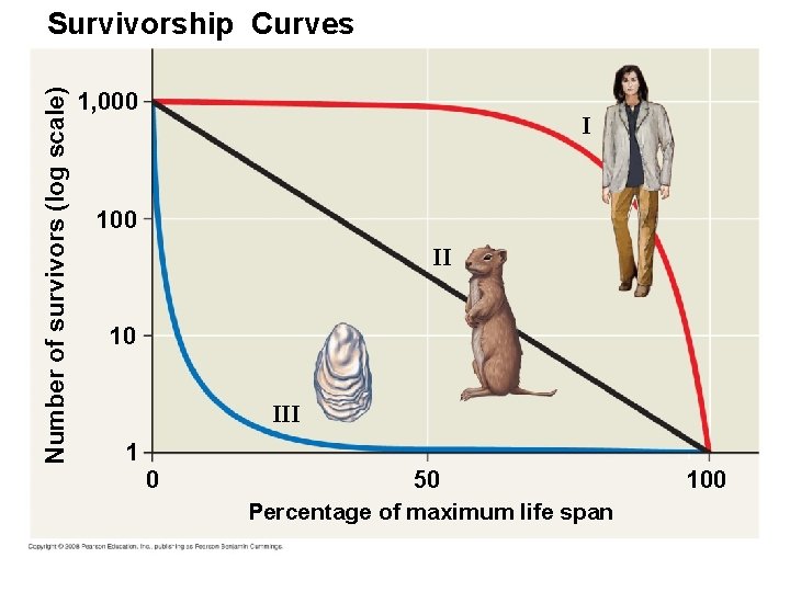 Number of survivors (log scale) Survivorship Curves 1, 000 I 100 II 10 III