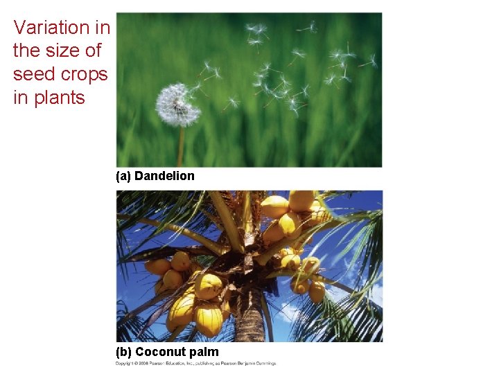 Variation in the size of seed crops in plants (a) Dandelion (b) Coconut palm