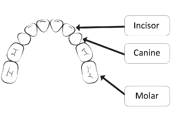 Incisor Canine Molar 
