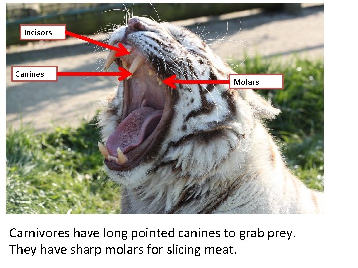 Incisors Canines Molars Carnivores have long pointed canines to grab prey. They have sharp