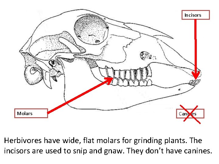 Incisors Molars Canines Herbivores have wide, flat molars for grinding plants. The incisors are