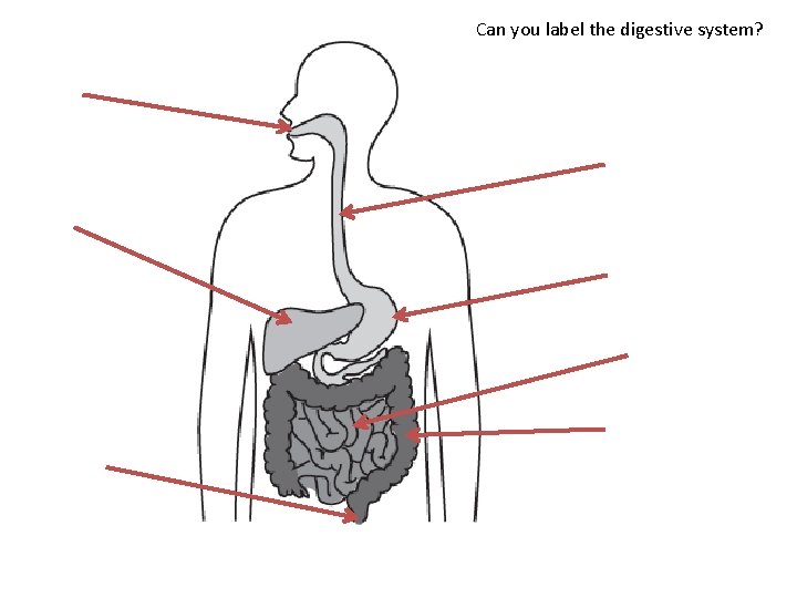 Can you label the digestive system? 