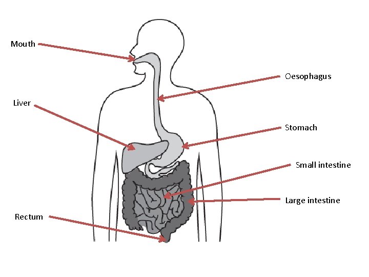 Mouth Oesophagus Liver Stomach Small intestine Large intestine Rectum 