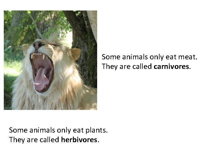 Some animals only eat meat. They are called carnivores. Some animals only eat plants.