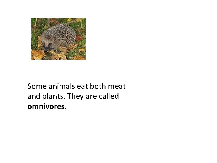 Some animals eat both meat and plants. They are called omnivores. 