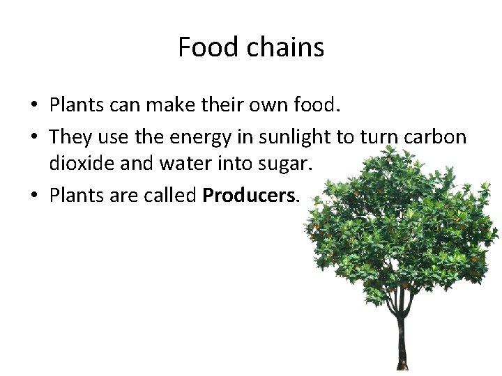 Food chains • Plants can make their own food. • They use the energy