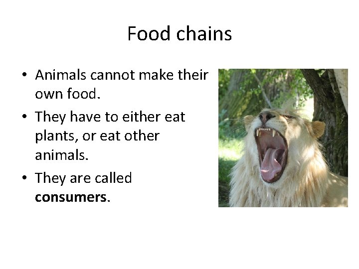Food chains • Animals cannot make their own food. • They have to either