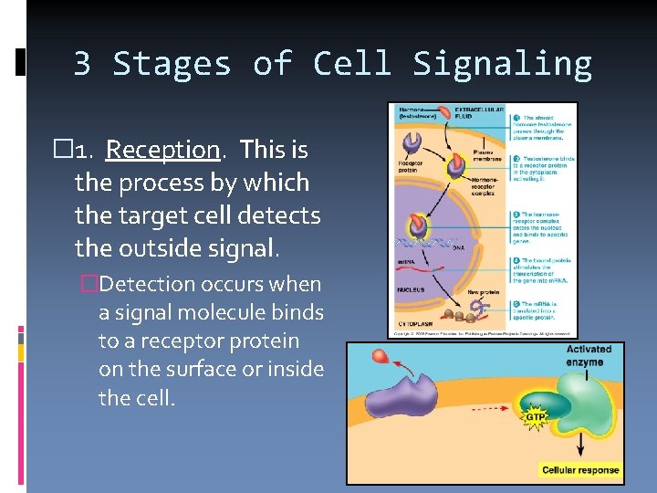 3 Stages of Cell Signaling � 1. Reception. This is the process by which