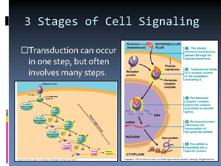 3 Stages of Cell Signaling �Transduction can occur in one step, but often involves