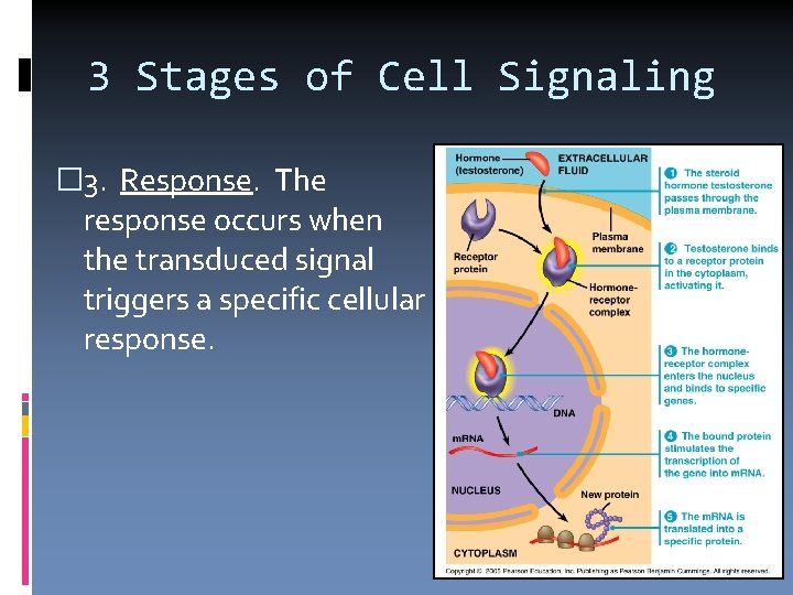 3 Stages of Cell Signaling � 3. Response. The response occurs when the transduced