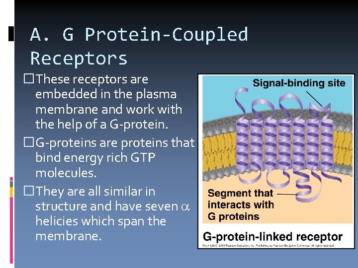 A. G Protein-Coupled Receptors �These receptors are embedded in the plasma membrane and work