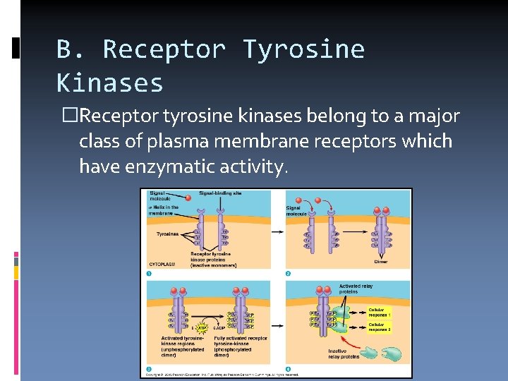 B. Receptor Tyrosine Kinases �Receptor tyrosine kinases belong to a major class of plasma