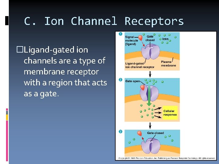 C. Ion Channel Receptors �Ligand-gated ion channels are a type of membrane receptor with