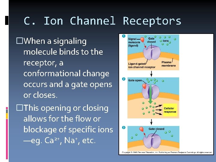 C. Ion Channel Receptors �When a signaling molecule binds to the receptor, a conformational