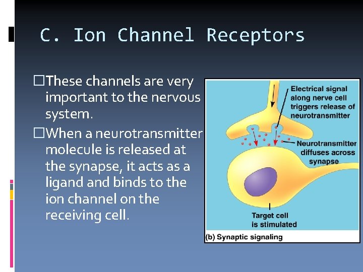 C. Ion Channel Receptors �These channels are very important to the nervous system. �When