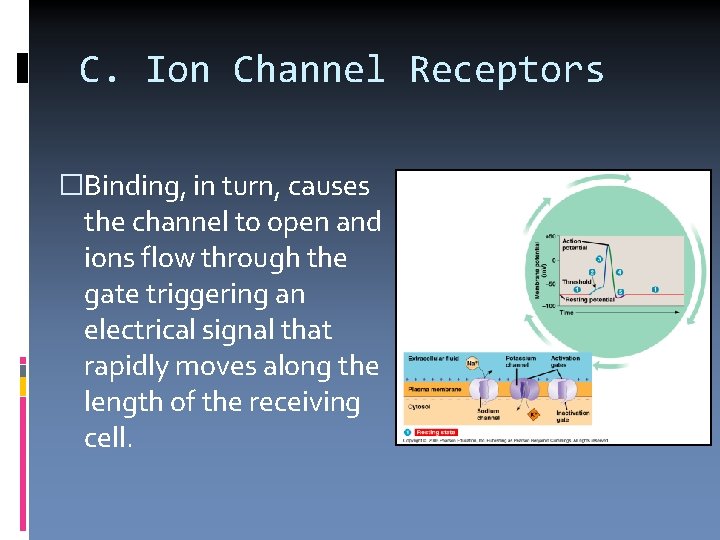 C. Ion Channel Receptors �Binding, in turn, causes the channel to open and ions