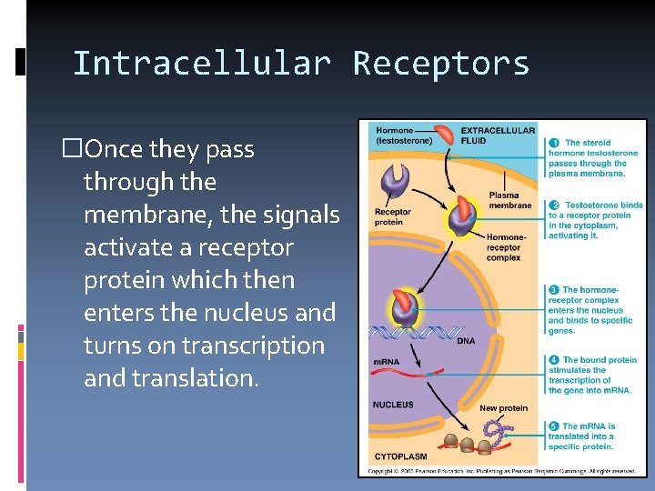 Intracellular Receptors �Once they pass through the membrane, the signals activate a receptor protein