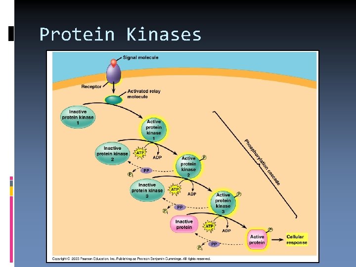 Protein Kinases 