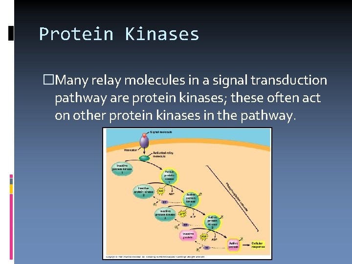 Protein Kinases �Many relay molecules in a signal transduction pathway are protein kinases; these