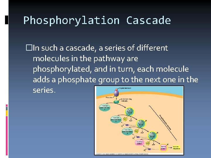 Phosphorylation Cascade �In such a cascade, a series of different molecules in the pathway