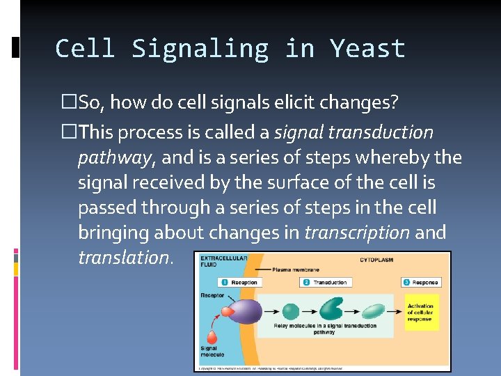 Cell Signaling in Yeast �So, how do cell signals elicit changes? �This process is