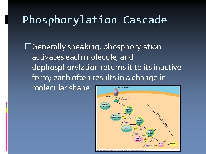 Phosphorylation Cascade �Generally speaking, phosphorylation activates each molecule, and dephosphorylation returns it to its