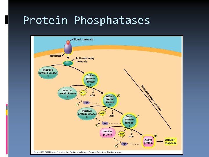 Protein Phosphatases 