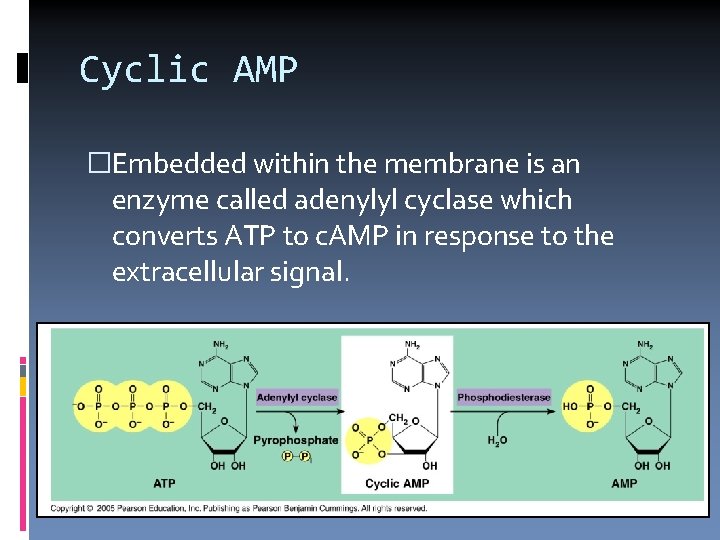 Cyclic AMP �Embedded within the membrane is an enzyme called adenylyl cyclase which converts