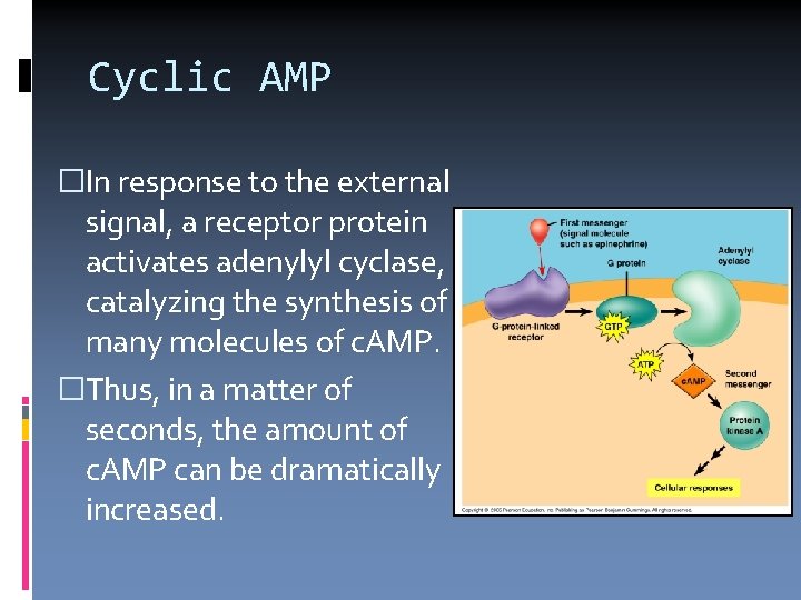 Cyclic AMP �In response to the external signal, a receptor protein activates adenylyl cyclase,