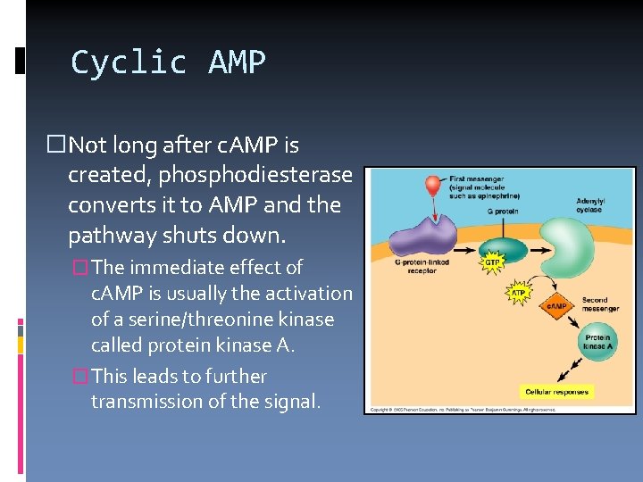 Cyclic AMP �Not long after c. AMP is created, phosphodiesterase converts it to AMP