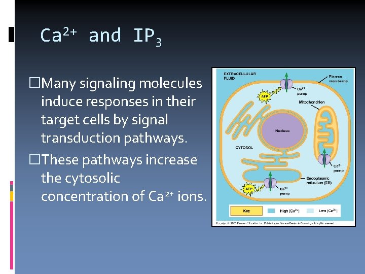 Ca 2+ and IP 3 �Many signaling molecules induce responses in their target cells