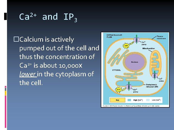 Ca 2+ and IP 3 �Calcium is actively pumped out of the cell and