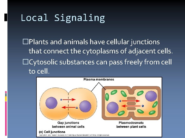 Local Signaling �Plants and animals have cellular junctions that connect the cytoplasms of adjacent