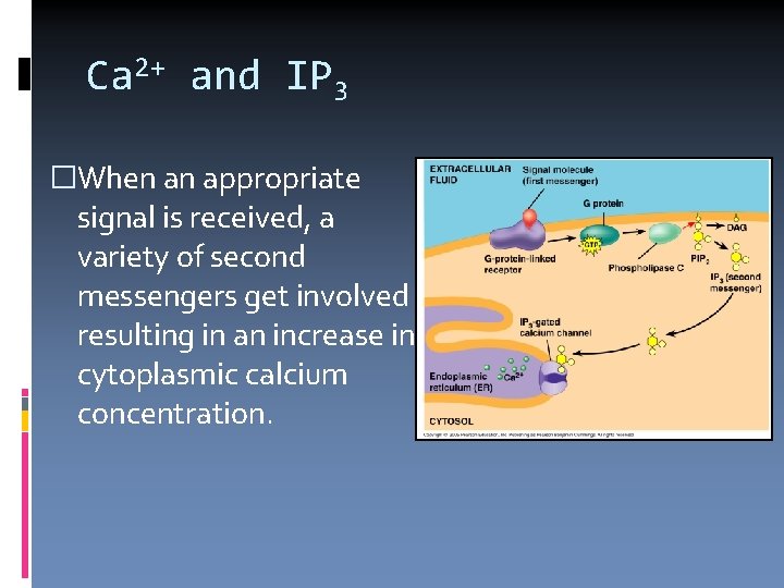 Ca 2+ and IP 3 �When an appropriate signal is received, a variety of