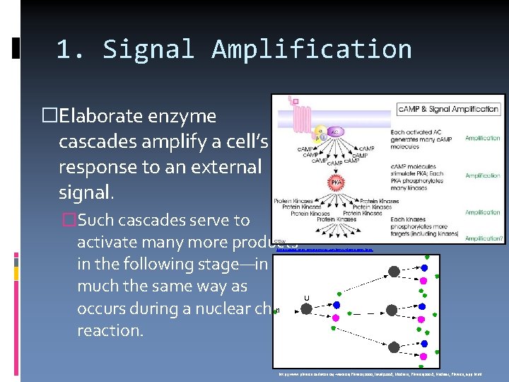 1. Signal Amplification �Elaborate enzyme cascades amplify a cell’s response to an external signal.